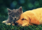 开云下载-厄德高里程碑之夜，英超争冠悬念终揭晓