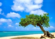 开云体育平台APP-当魔术师踏上F1赛道，浓眉硬仗接管，森林狼成弯道祭品