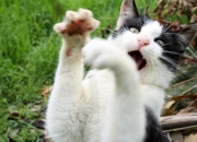 开云官网-当紫色闪电撕裂铁幕，萨卡无解突破艺术与佛罗伦萨的致命三连击