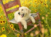 开云平台-审判之夜，恩比德攻防两端的主宰，为世界排名落下裁决