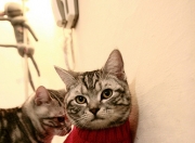 开云APP-双线统治，拜仁与布鲁诺在足球与F1赛场的周末霸权