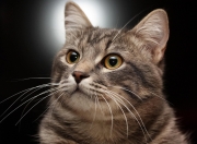 开云体育入口-文班亚马单骑救主，跨次元之战与一个人的球队