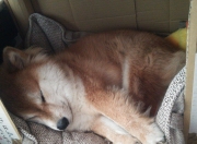 开云体育-夜色战火中，唯一的持刃者，加克波定义焦点之夜