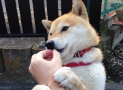 开云体育入口-烈焰与呼吸，当福克斯在奥运前夜的硝烟中重绘命运掌纹