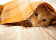 开云sport-冷夜沸腾，沉默的吉林与惊醒的爱德华兹，写在东北虎咬破深圳的那个夜晚