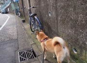 开云体育入口-新王降临，卢卡库在贝蒂斯对阵皇家社会的对决中定义统治力