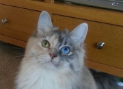 开云体育APP下载-一剑封喉后的沉默，英格拉姆如何在牛马大战中完成自我救赎