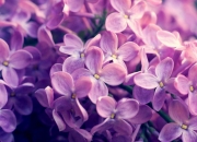 开云sport-码头基因的胜利，北京队客场锁定篮网，锡安季后赛接管比赛