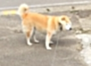 开云体育官网-虚空裂缝中的篮球赛，当吉林队跨次元绝杀森林狼