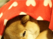 开云体育登录-夜雨逆袭，法比尼奥最后一圈的神圣超越