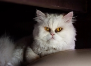 开云体育中国-爵士带走骑士，当福克斯化身关键先生