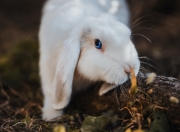 开云APP-潘帕斯风暴席卷大都会，巴雷拉魔术师般导演阿根廷史诗级胜利