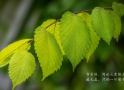 开云-唯一性的悖论，当骑士的节奏掌控，与约基奇的德甲之巅交响