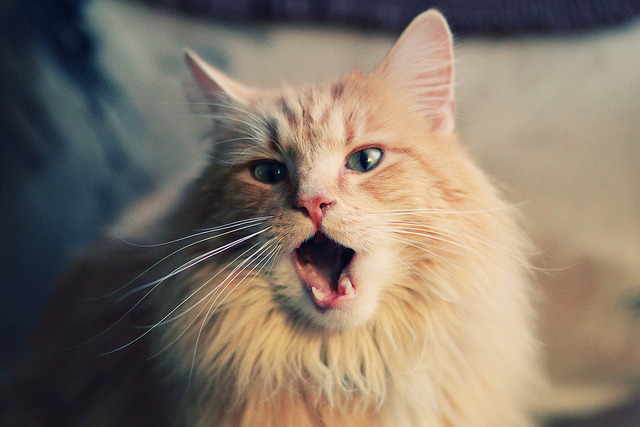 门神的叹息，当库尔图瓦展开双臂，悬念便被扼杀在起跑线