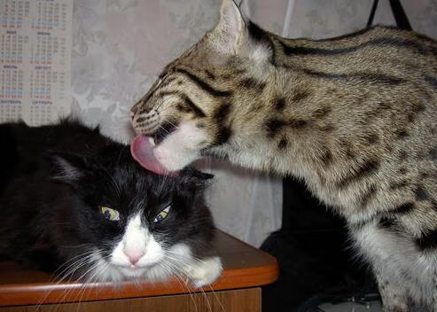 金属与桑巴的对决，当猎鹰之城在抢七硝烟中臣服