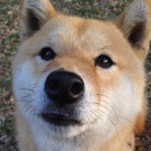 从配角到掌控者，奥亚尔萨瓦尔的觉醒之夜，与那不勒斯的窒息压制