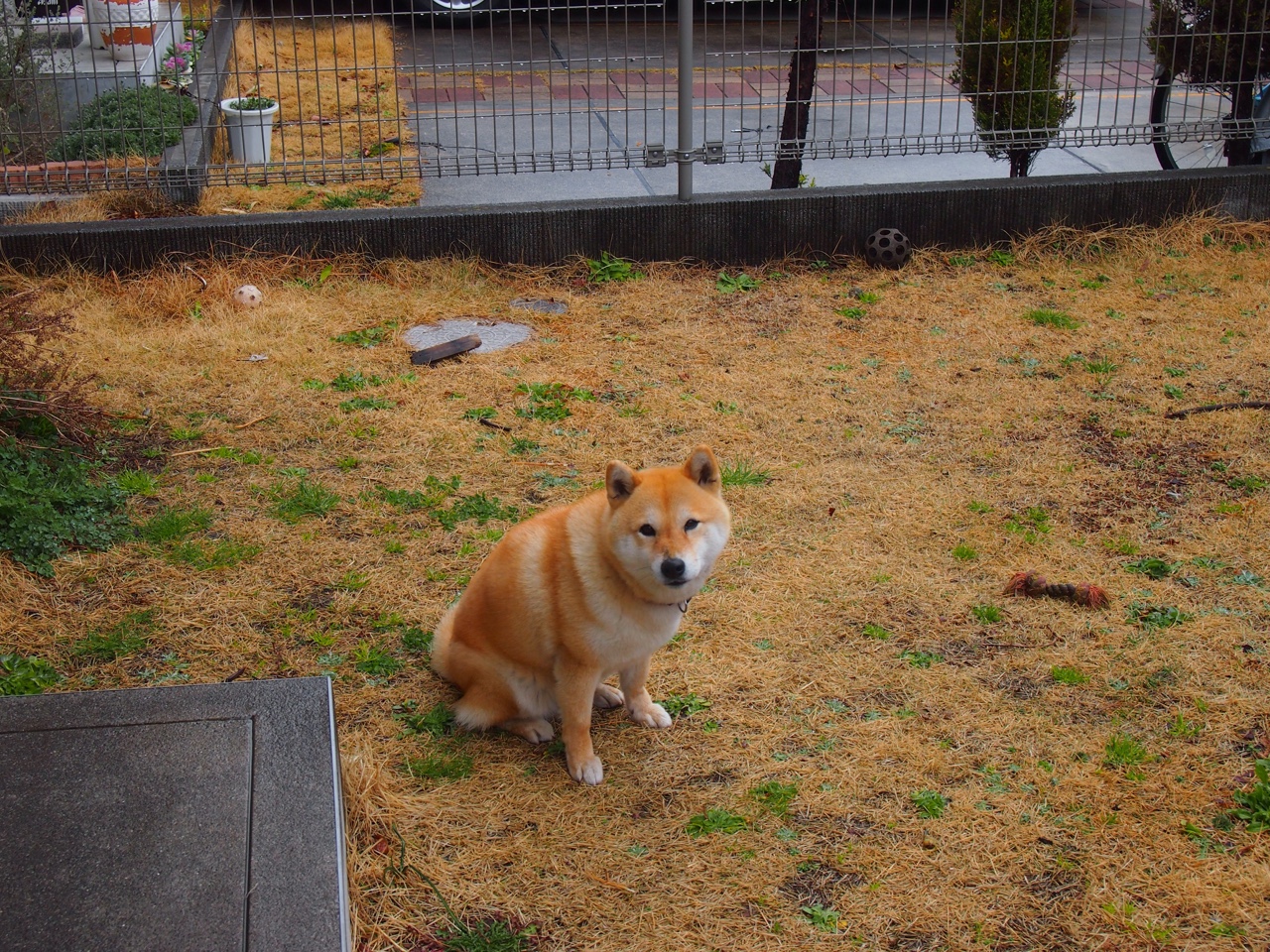 2026世界杯惊爆西非闪电击溃法老长城！安哥拉用弹幕足球改写非洲足球权力地图