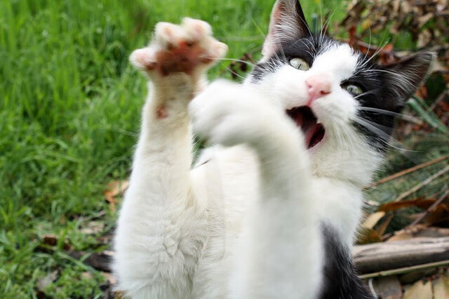 当紫色闪电撕裂铁幕，萨卡无解突破艺术与佛罗伦萨的致命三连击