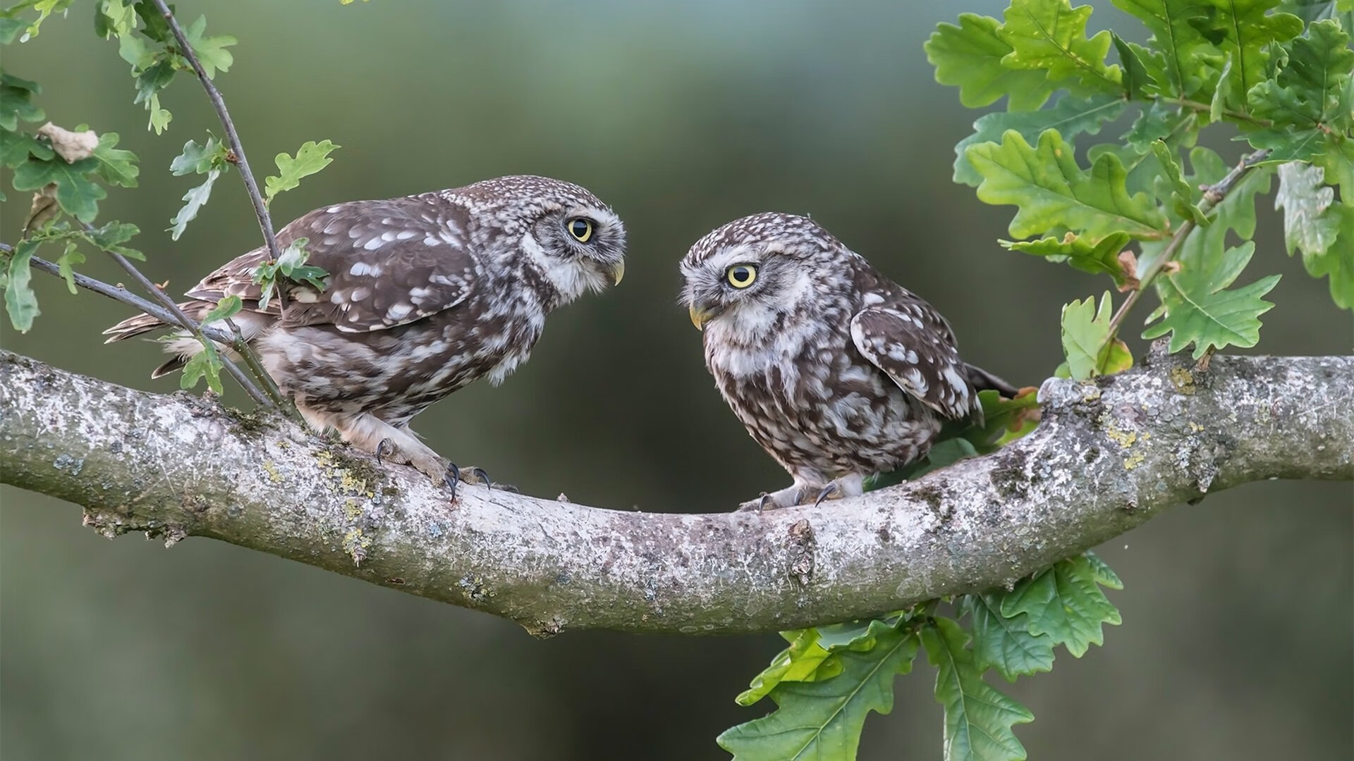 唯一的剧本，布克个人能力完全展现，凤凰城单节拉开马刺