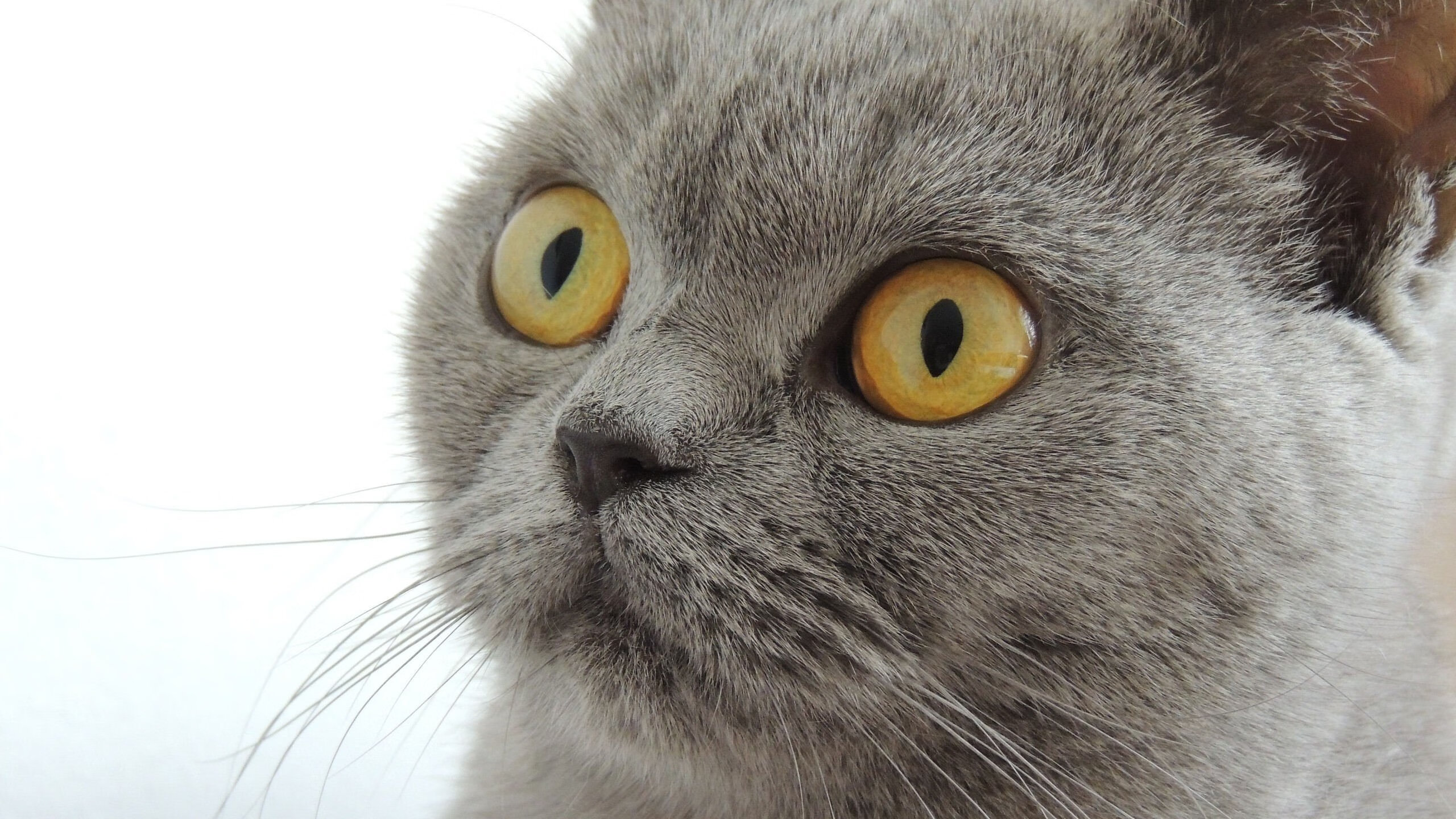 不要温和地走进那个良夜，霍勒迪接管末节，篮网险胜爵士晋级