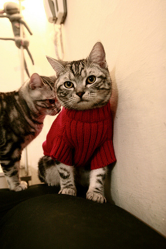 双线统治，拜仁与布鲁诺在足球与F1赛场的周末霸权