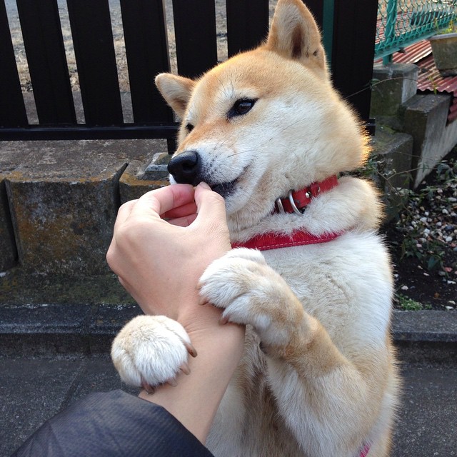 烈焰与呼吸，当福克斯在奥运前夜的硝烟中重绘命运掌纹