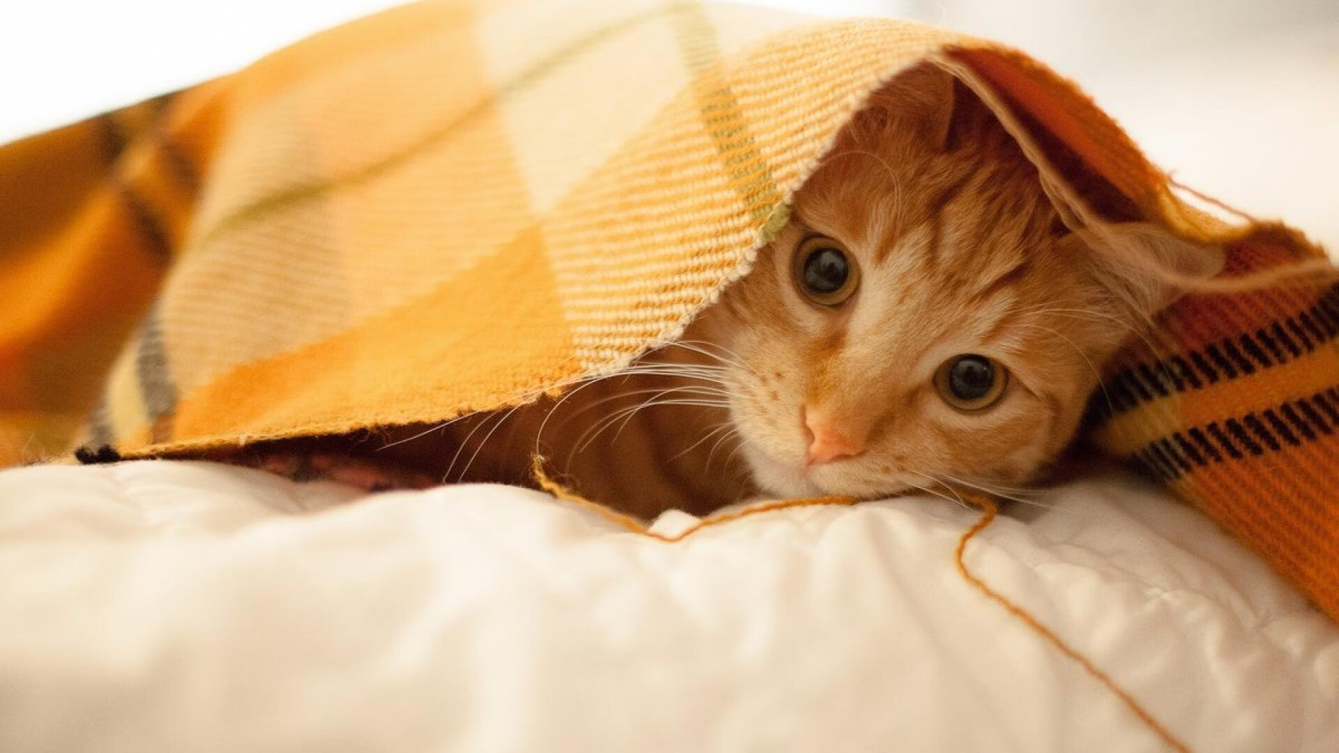 冷夜沸腾，沉默的吉林与惊醒的爱德华兹，写在东北虎咬破深圳的那个夜晚