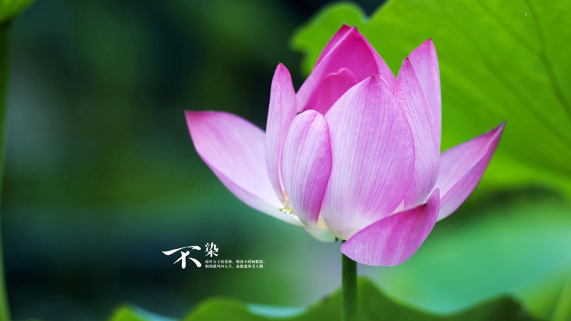 夜撕碎压力的嘴，他从废墟中捞回王冠