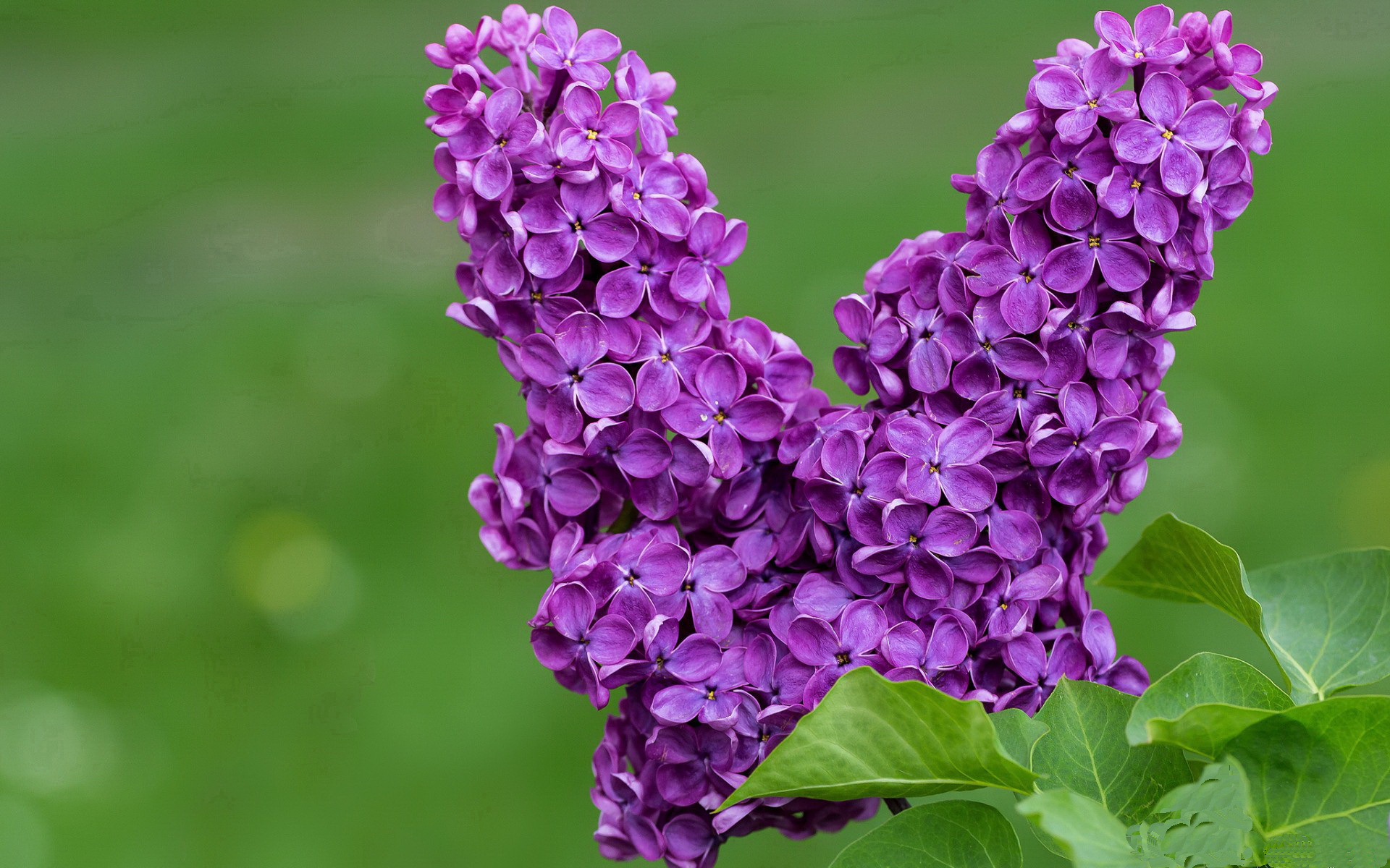 冰封王座，年度焦点之夜的伦纳德，定义大场面唯一真理
