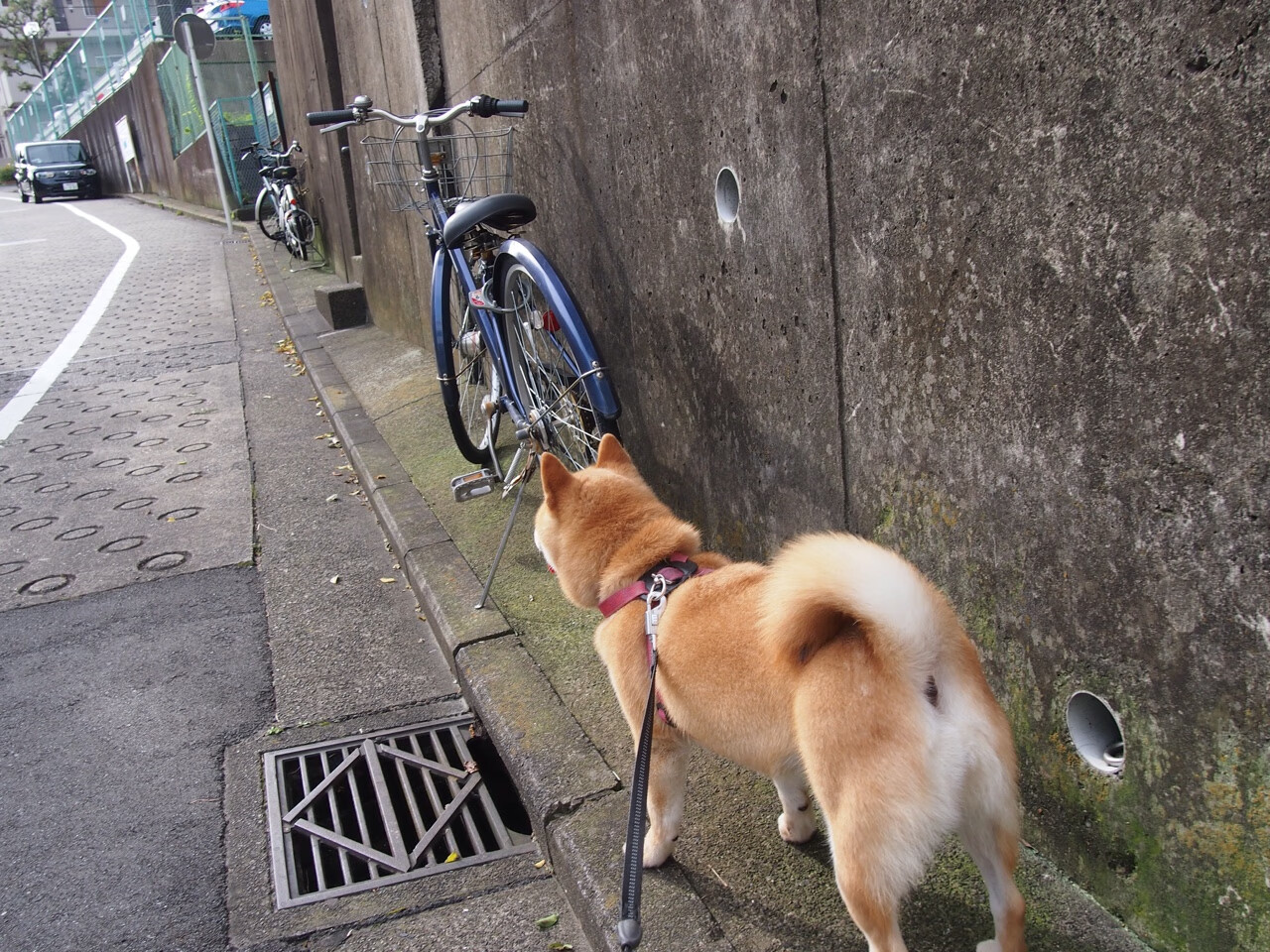 当欧冠决赛跳表，勒布朗的足球幻梦与黄蜂的时空封印