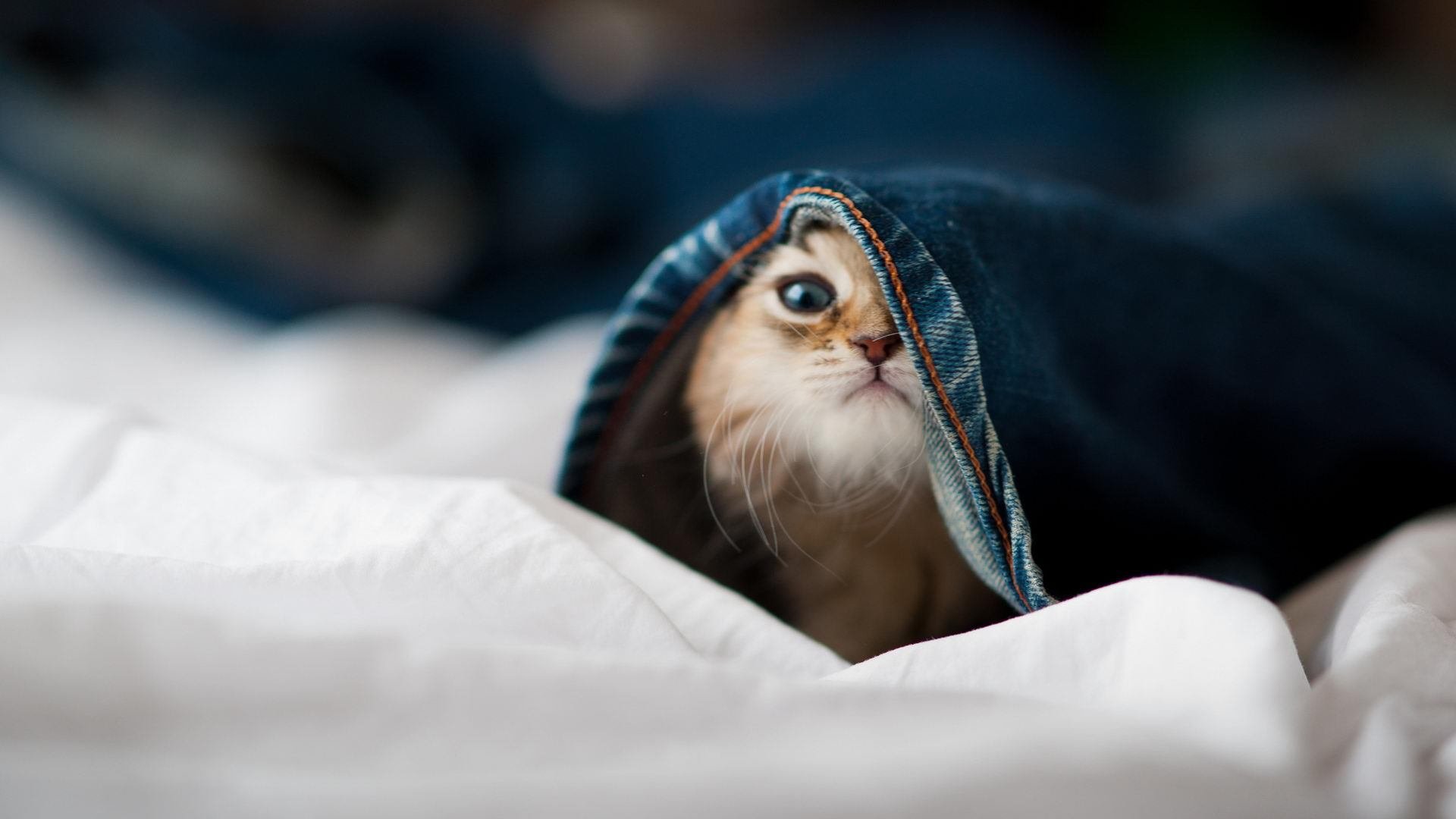 系统入侵者，当范弗利特用算法思维黑进丹佛高原