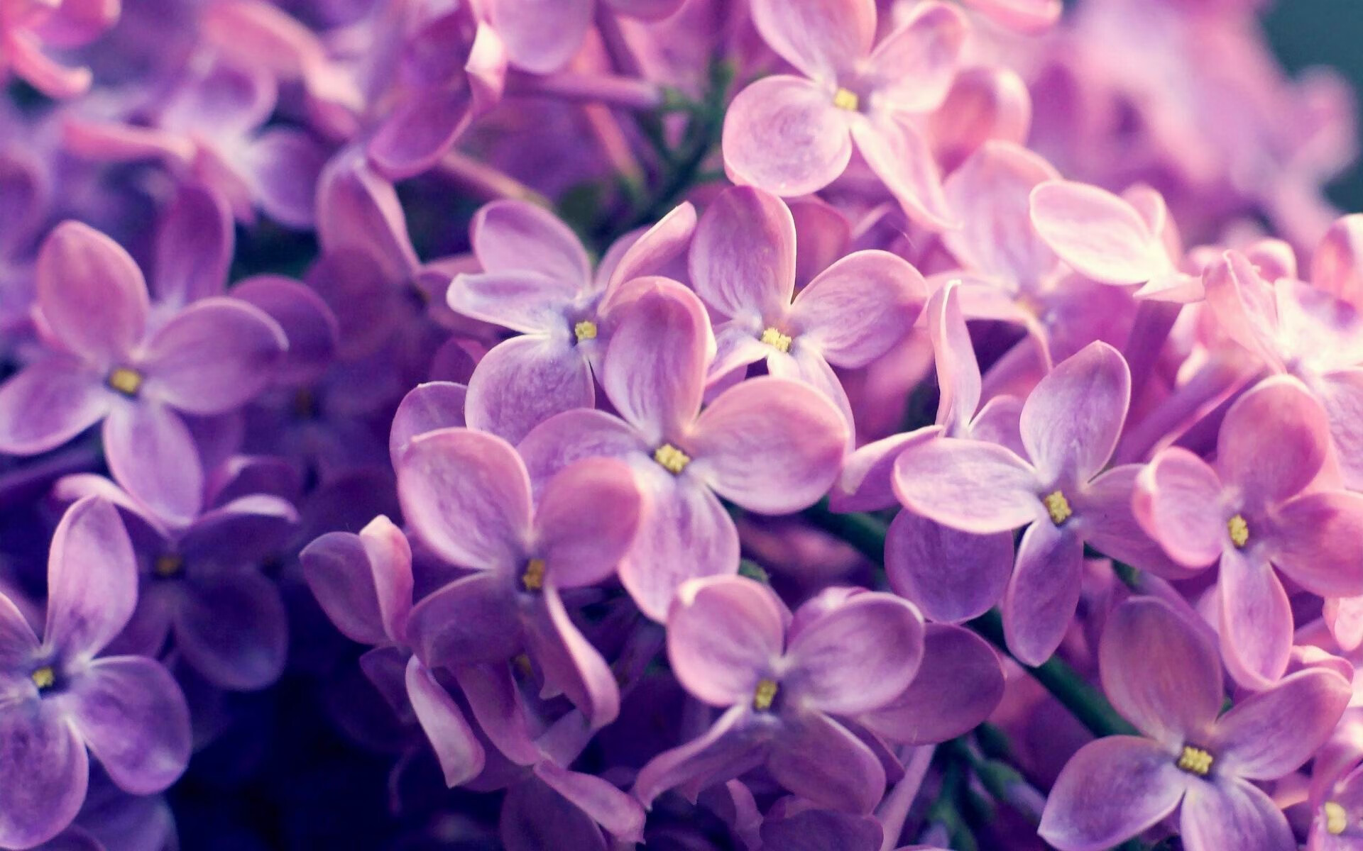 码头基因的胜利，北京队客场锁定篮网，锡安季后赛接管比赛