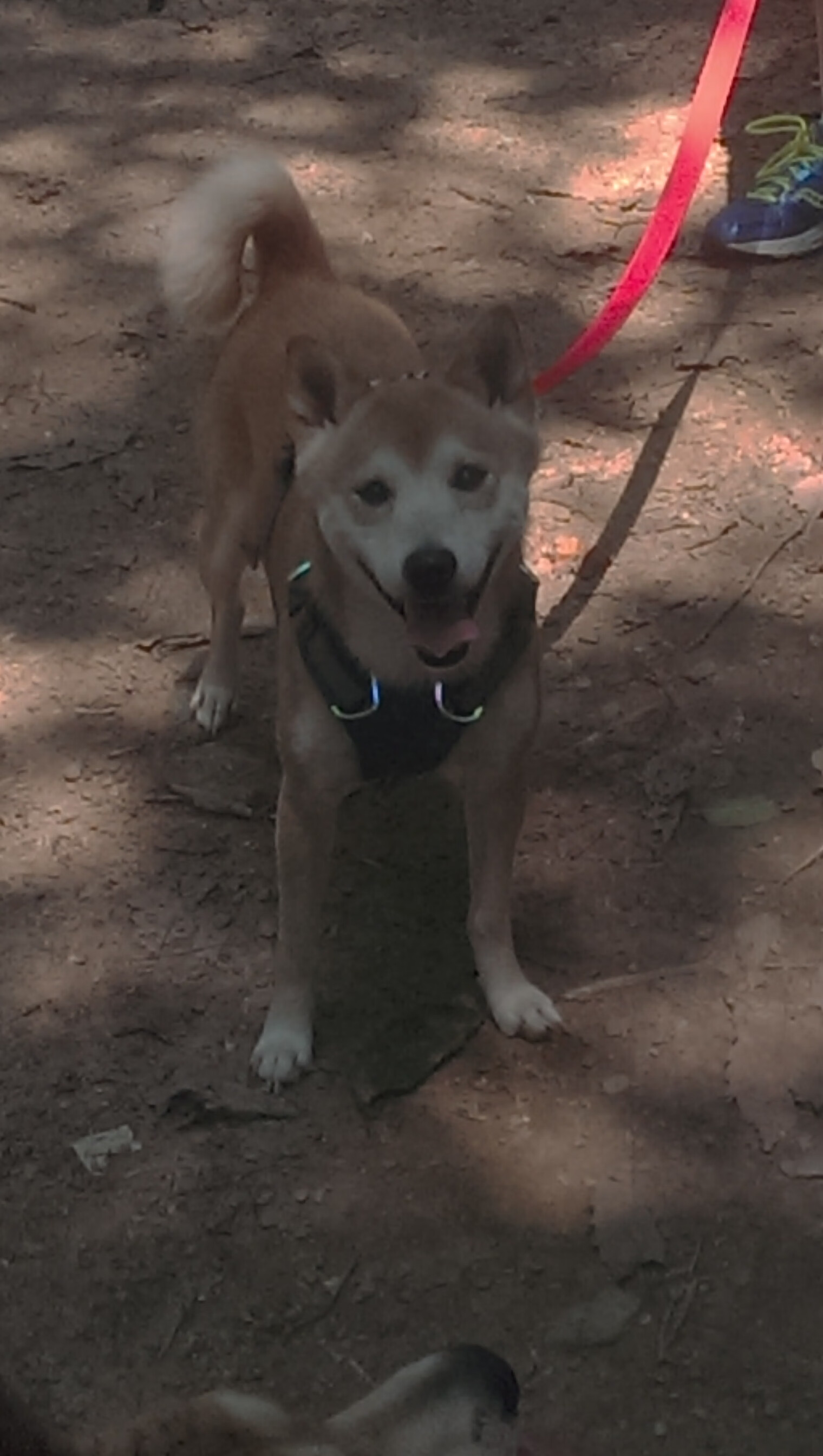 唯一性的展现，活塞击溃篮网与库里接管季后赛的深刻启示