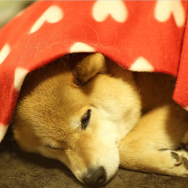 夜雨逆袭，法比尼奥最后一圈的神圣超越