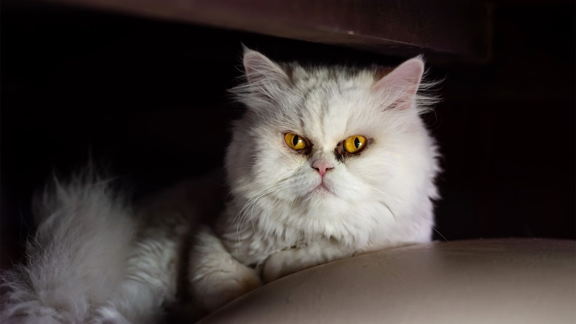 爵士带走骑士，当福克斯化身关键先生