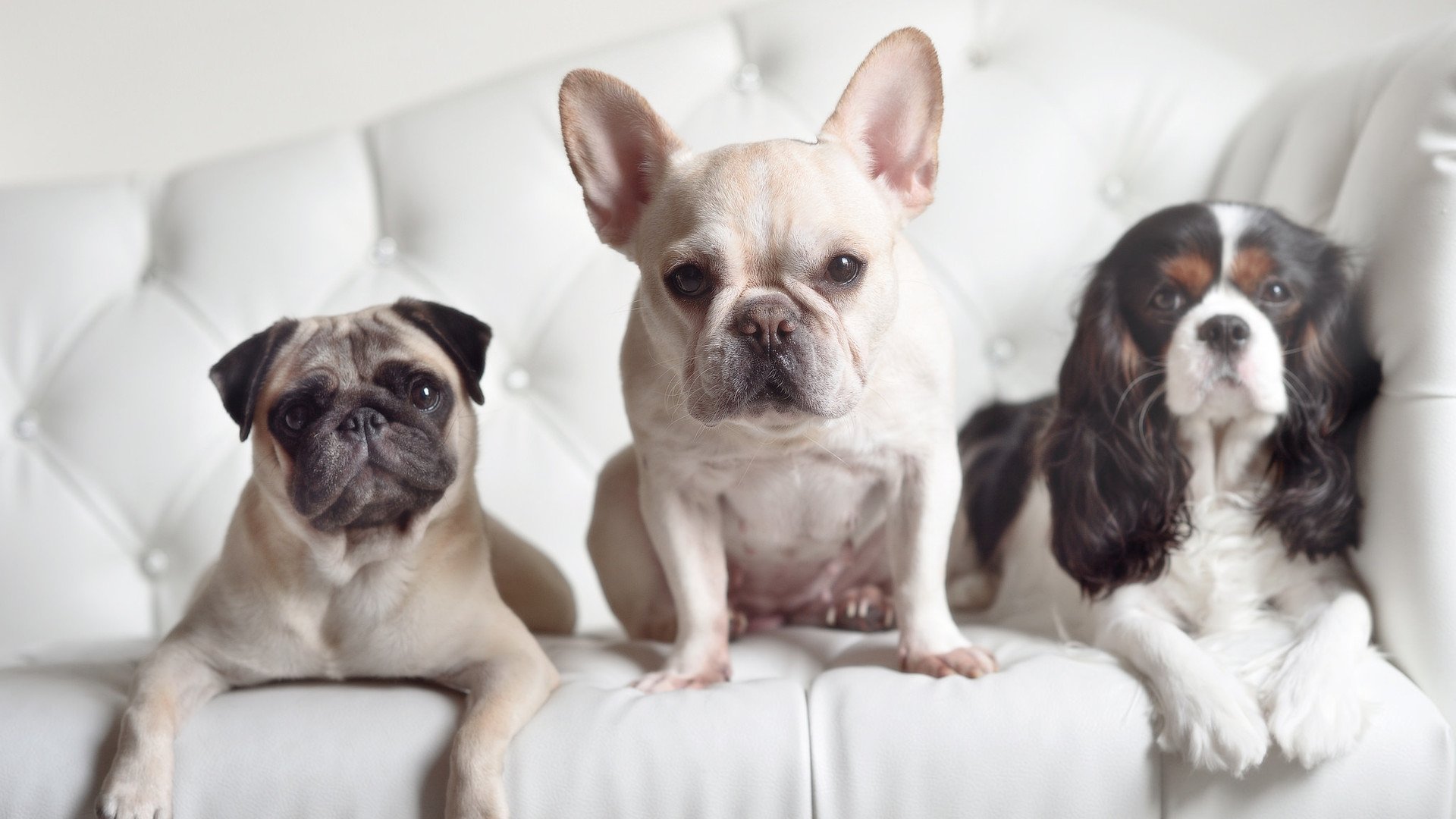 哈兰德北欧风暴席卷塞维利亚，提前终结波兰悬念