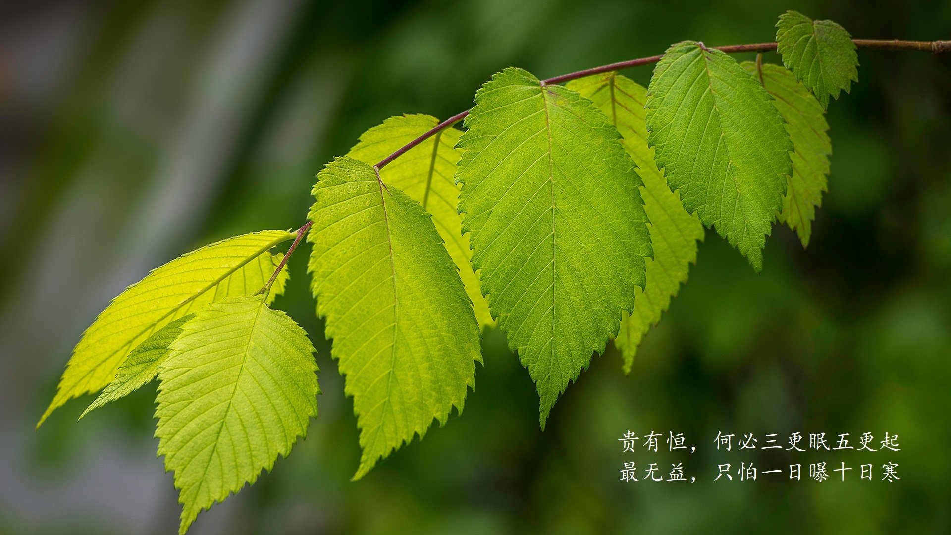 唯一性的悖论,当骑士的节奏掌控,与约基奇的德甲之巅交响