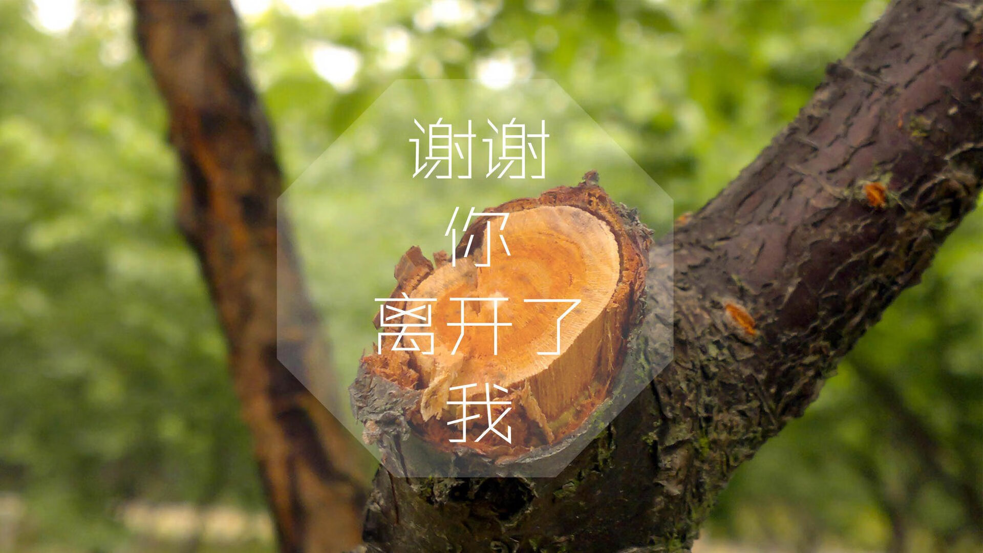 卡塔尔的黄昏，当北非之狮扼住东欧铁骑，穆西亚拉在2026半决赛写下不朽
